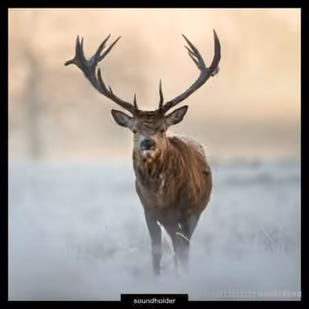 Soundholder Roaring Stags [WAV]